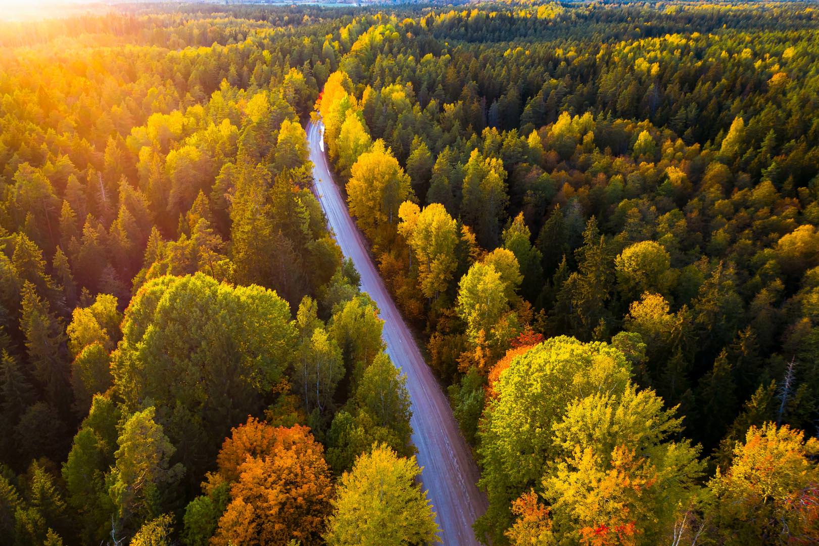 Trees in autumn colors. View of forest and road from above. Latvian nature.